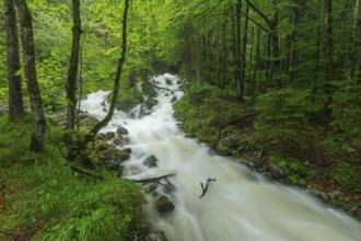 Roaring Weißbach after summer rain near Inzell