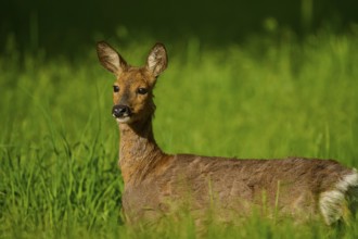 Roe deer (Capreolus capreolus), female looks furtively into the camera, surrounded by tall grass,