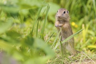 An adult European ground squirrel (Spermophilus citellus) or European souslik stands in a meadow