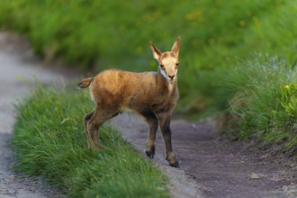 A young fawn on a path between lush, green meadows in spring, chamois, chamois, (Rupicapra