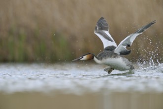 Departure... Great Crested Grebe (Podiceps Scalloped ribbonfish) takes off, takes off from water
