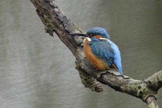 Breeding preparations... Kingfisher (Alcedo atthis) with remains of soil on its beak from digging