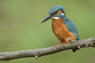 On the hunt... Kingfisher (Alcedo atthis), male adult bird looking down from his perch at the water