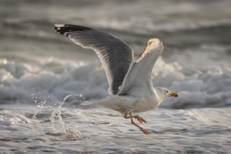 Great black-backed gull (Larus argentatus) in the surf looking for starfish, Hvide Sande, North