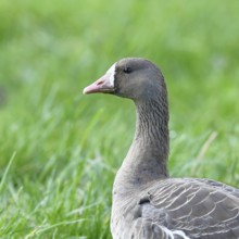 White-fronted goose (Anser albifrons), standing in a meadow in the wintering area, animal portrait,