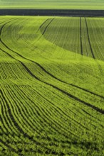 Crops of bright green young corn sprouts grow in neat rows across a vast field. The healthy plants