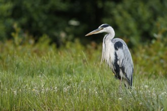 Grey heron (Ardea cinerea), on marsh shore, Scotland, UK