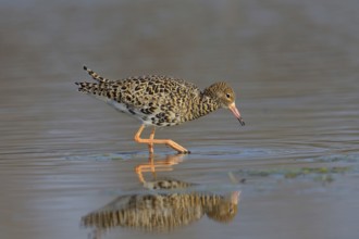 Kampfläufer (Philomachus pugnax) Ruff, male