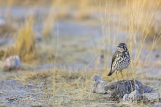 Groundscraper Thrush (Turdus litsitsirupa), Oshikoto, Etosha National Park, Namibia