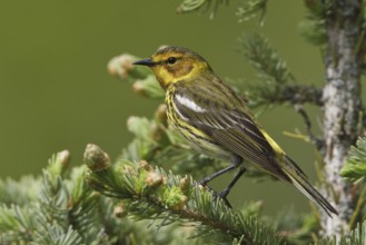 Cape May Warbler (Setophaga tigrina), Manitoba, Canada