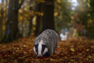 Autumn forest wildlife. Badger in the wild nature. Hidden in bushes of cranberries. Nice wood in