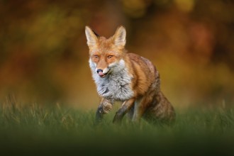 Autumn wildlife. red fox running on orange autumn leaves. Cute Red Fox, Vulpes vulpes in fall