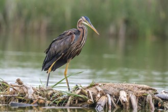 Purple Heron (Ardea purpurea) foraging, Subotica, Serbia