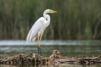 Great Egret (Ardea alba) foraging, Subotica, Serbia