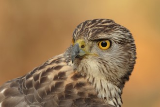 Northern Goshawk (Accipiter gentilis) juvenile, Utrecht, Netherlands