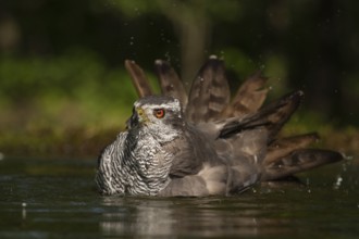 Northern Goshawk (Accipiter gentilis) bathing at a waterhole, Subotica, Serbia