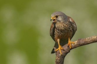 Common Kestrel (Falco tinnunculus) male perched on a branch, Subotica, Serbia