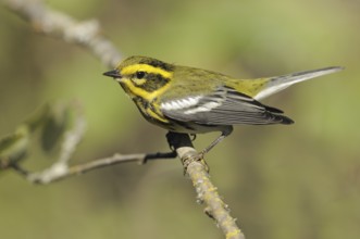 Townsend's Warbler (Setophaga townsendi)