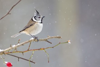 European Crested Tit (Lophophanes cristatus), Saxony-Anhalt, Germany