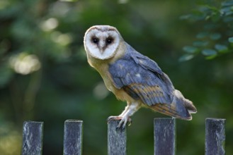 Barn owl sitting on wooden fence with dark green background, bird in habitat, Czech republic,