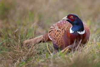 Common Pheasant (Phasianus colchicus) male, Poland