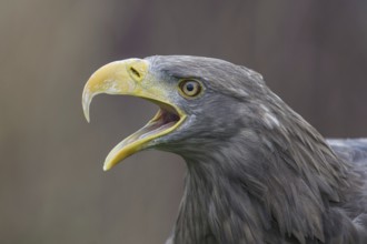White-tailed Eagle (Haliaeetus albicilla) calling, Nord-Trondelag, Norway