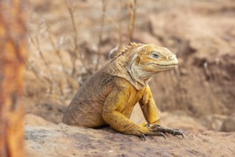 Drusenkopf (Conolophus subcristatus), Santa Cruz, Galapagos, Ecuador
