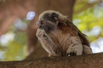White-footed tamarin (Saguinus leucopus), Cartagena, Colombia