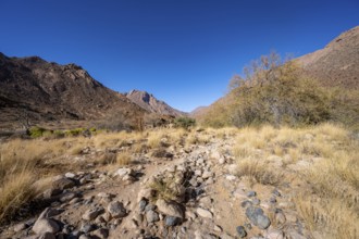 Tsisab Gorge, White Lady Trail, desert landscape, Brandberg, Erongo, Damaraland, Namibia