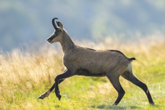 Chamois (Rupicapra rupicapra) on a meadow in the Vosges Mountains, wildlife, France