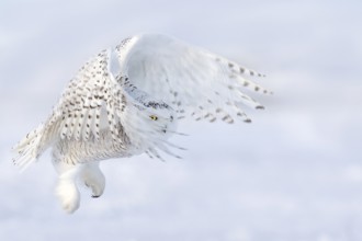 Snowy Owl (Bubo scandiacus) female flying, Quebec, Canada