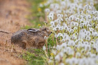 Feldhase (Lepus europaeus) sitzt in Wiese aus Löwenzahn (Taraxacum officinale), Schleswig-Holstein,