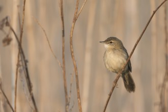 Common Grasshopper Warbler - Feldschwirl - Locustella naevia ssp. straminea, Russia
