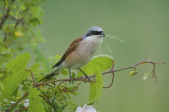 Neuntoeter (Lanius collurio) Red-backed Shrike