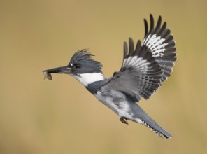 Belted Kingfisher (Megaceryle alcyon) male flying, Florida, USA