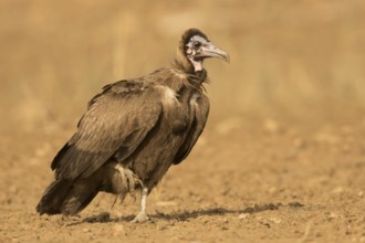 Hooded Vulture (Necrosyrtes monachus) juvenile, Gambia