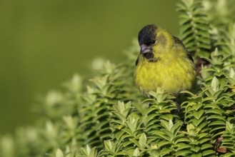 Black-chinned Siskin Spinus barbatus perched on a bush in the Falkland Islands