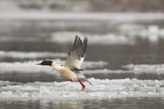 Common Merganser (Mergus merganser) male flying, Baden-Wuerttemberg, Germany