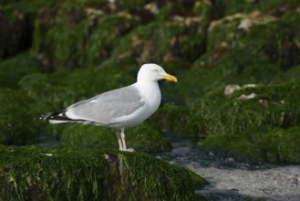 Herring Gull (Larus argentatus) standing on a rock on the coast, Normandy, France