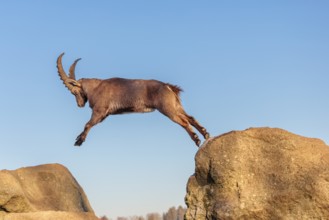 A male ibex (Capra ibex) leaps from rock to rock in the warm evening light. A blue sky can be seen