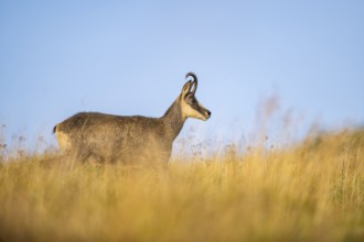 Chamois (Rupicapra rupicapra) on a meadow in the Vosges Mountains, wildlife, France