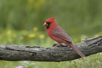 Northern Cardinal (Cardinalis cardinalis), Texas, USA