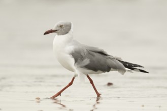 Grey-headed Gull (Chroicocephalus cirrocephalus), Gambia