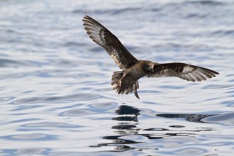 Providence Petrel (Pterodroma solandri) flying, New South Wales, Australia
