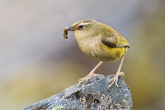 New Zealand Rockwren (Xenicus gilviventris) with prey, South Island, New Zealand