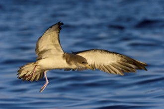 Cory's Shearwater (Calonectris borealis) flying, Eilat, Israel