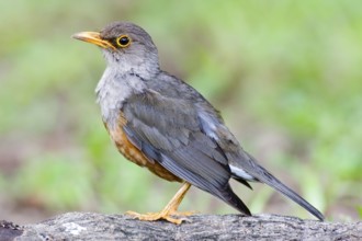 Island Thrush (Turdus poliocephalus erythropleurus), Christmas Island, Australia