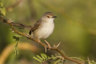 Graceful Prinia (Prinia gracilis), Oman