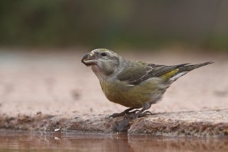 Parrot Crossbill (Loxia pytyopsittacus) female, Schleswig-Holstein, Germany