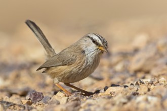 Wüstenprinie, Scotocerca inquieta, African Scrub-Warbler, Scrub Warbler Streaked Scrub Warbler,